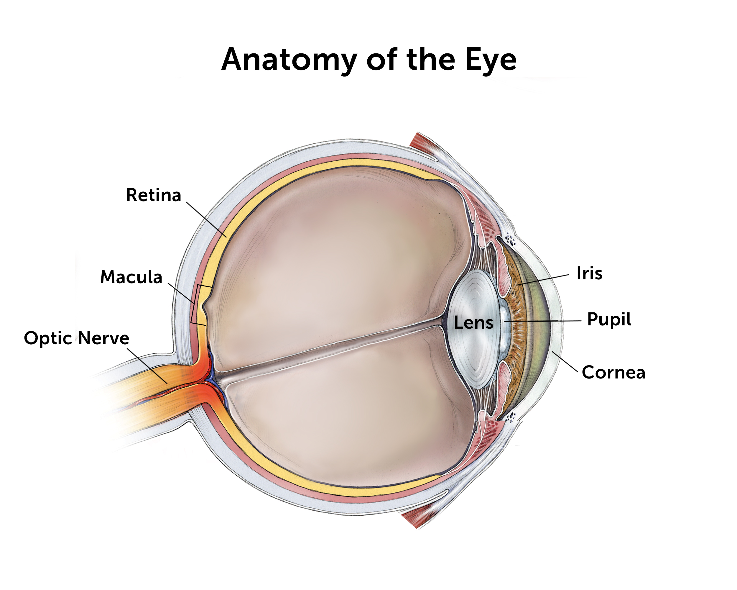 Illustration showing a cross section of the human eye.