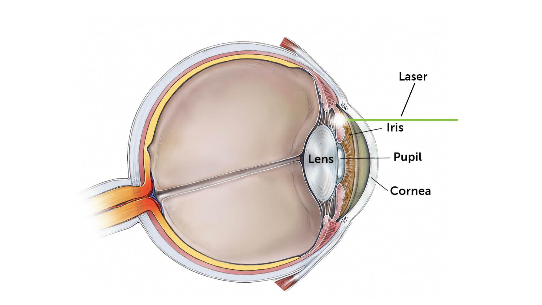 Illustration showing the anatomy of the eye.