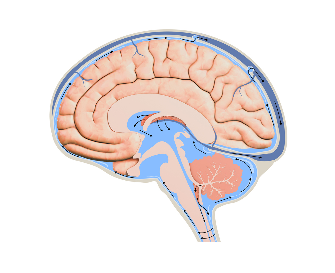 Diagram Illustrating Cerebrospinal Fluid CSF in the Brain Central Nervous System. 