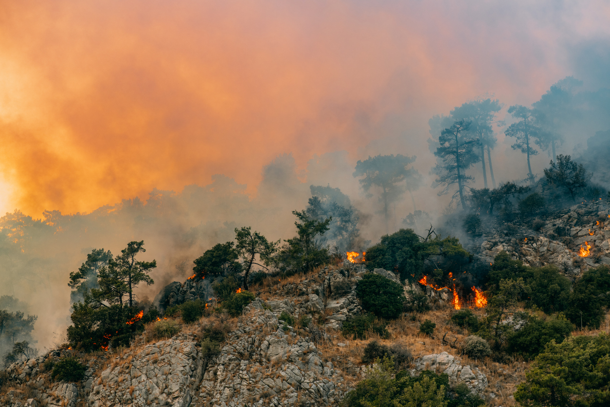 Huge Forest Fire in Red Pine Forests