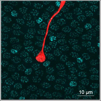 A cone photoreceptor, filled with red dye, overlaid on an array of other cone terminals (cyan) in the fovea, part of the retina. Photo courtesy of Mrinalini Hoon and Raunak Sinha.