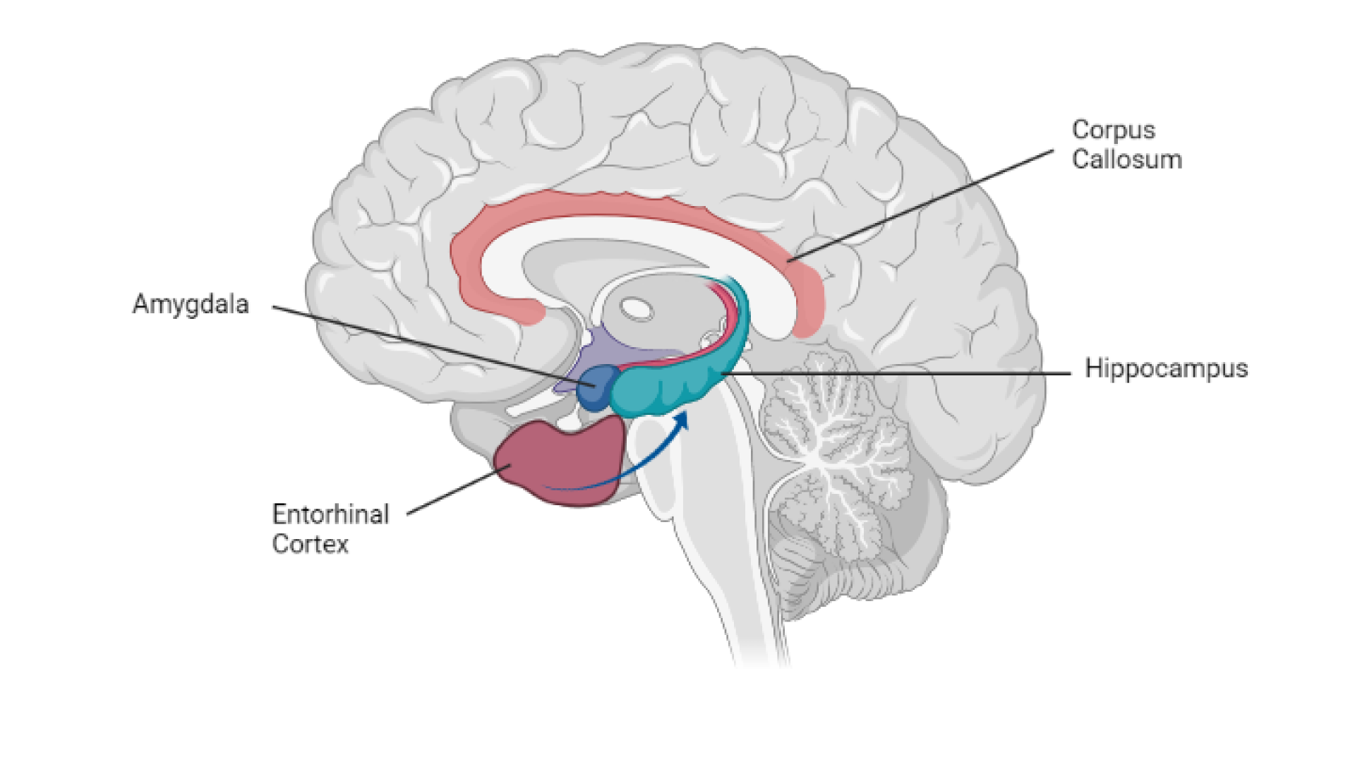 A brain diagram.