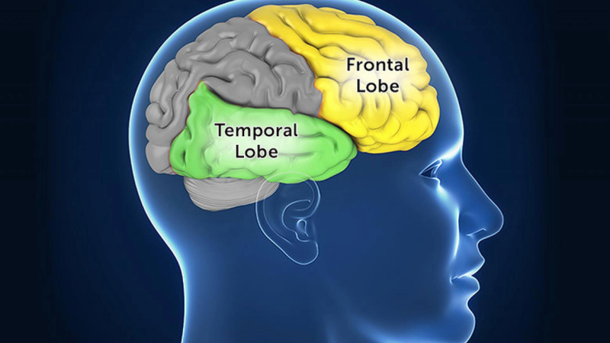 Illustration showing brain region