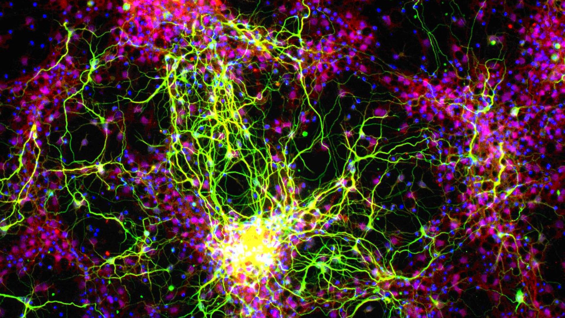 Retinal ganglion cells