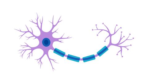 Illustration of two neurons connected by a synapse, highlighted in purple and blue colors.