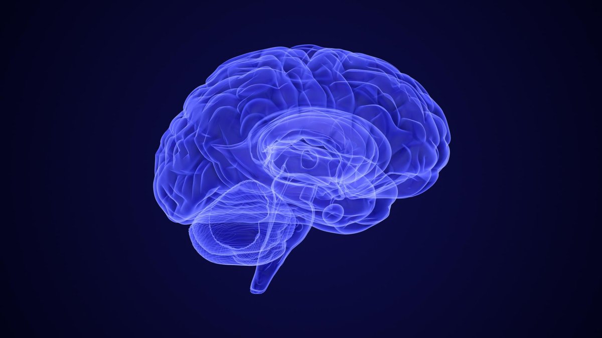 Illustration of a human brain in blue, showing a detailed side view of brain structures against a dark background.