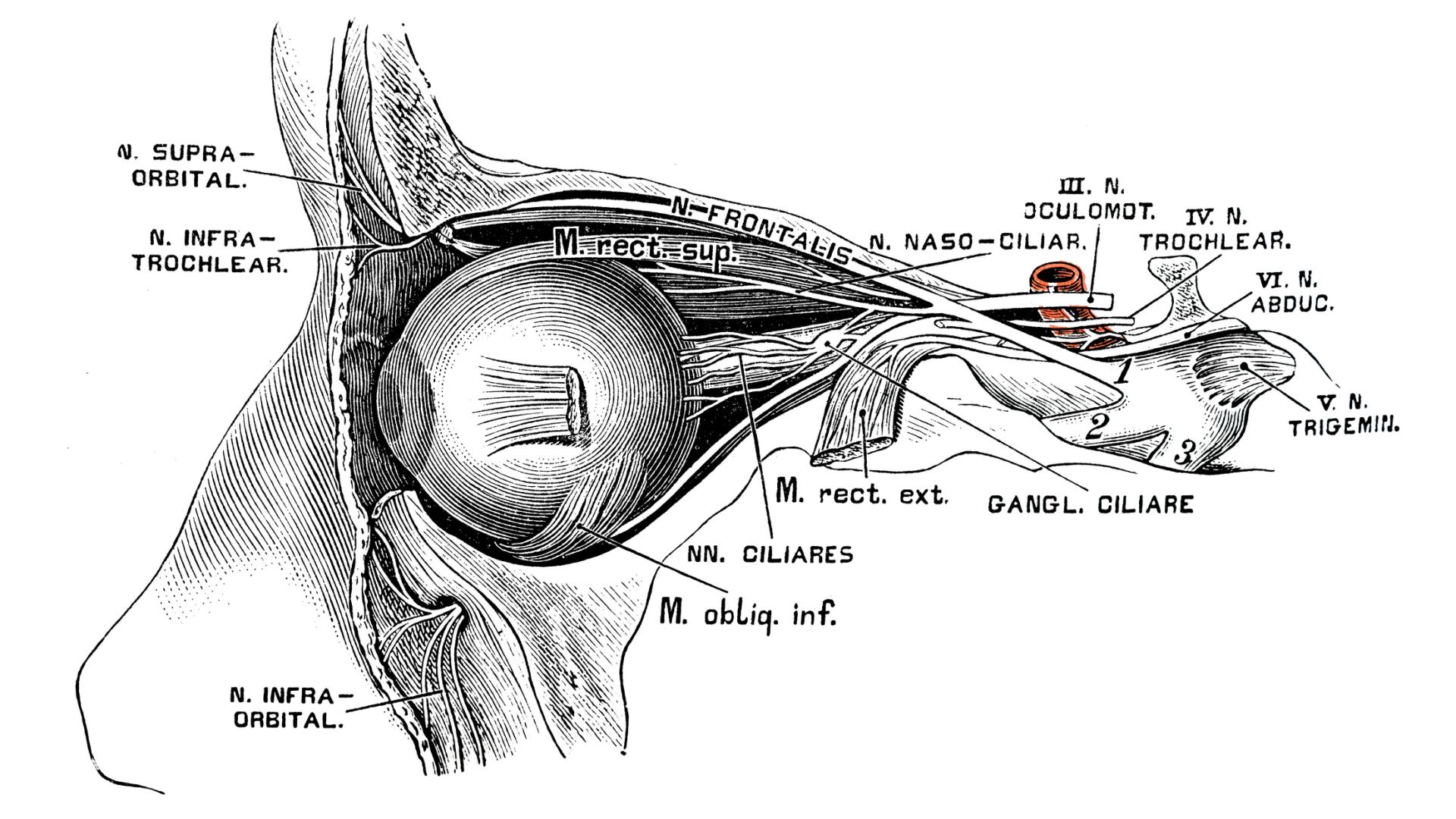 A diagram of the eye.