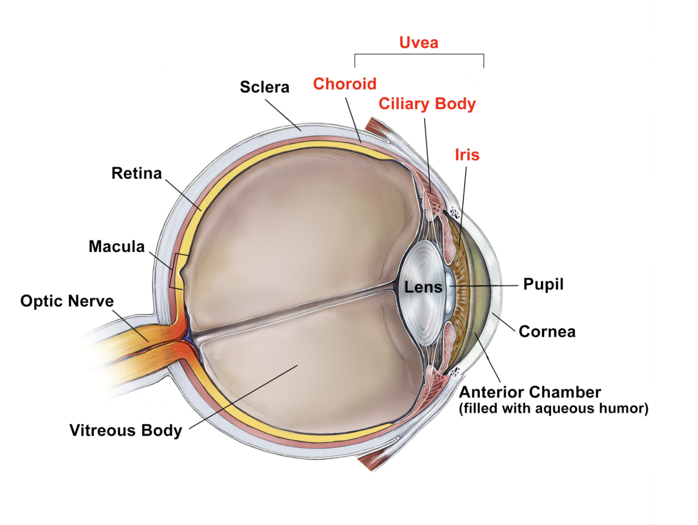 Anatomy of the eye diagram labeling the uvea comprising of the choroid, ciliary body, and iris.