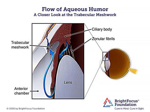 a diagram explaining the flow of aqueous humor