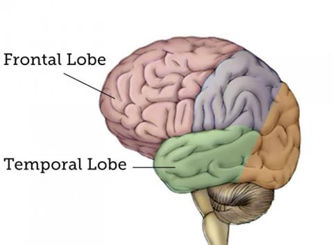 Illustration showing the frontal lobe of the brain