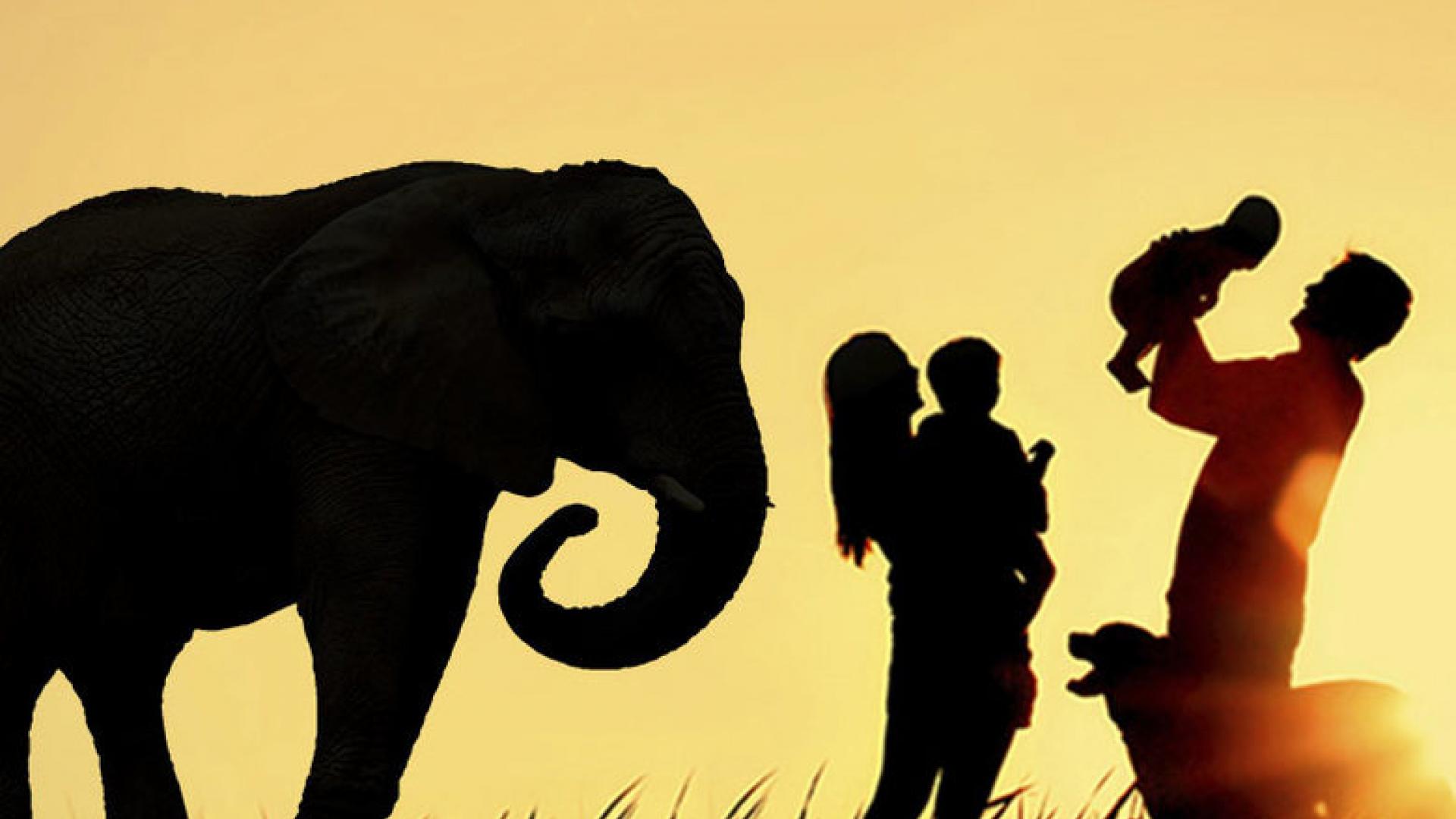 Silhouettes of a man and a woman playing with two children while an elephant watches