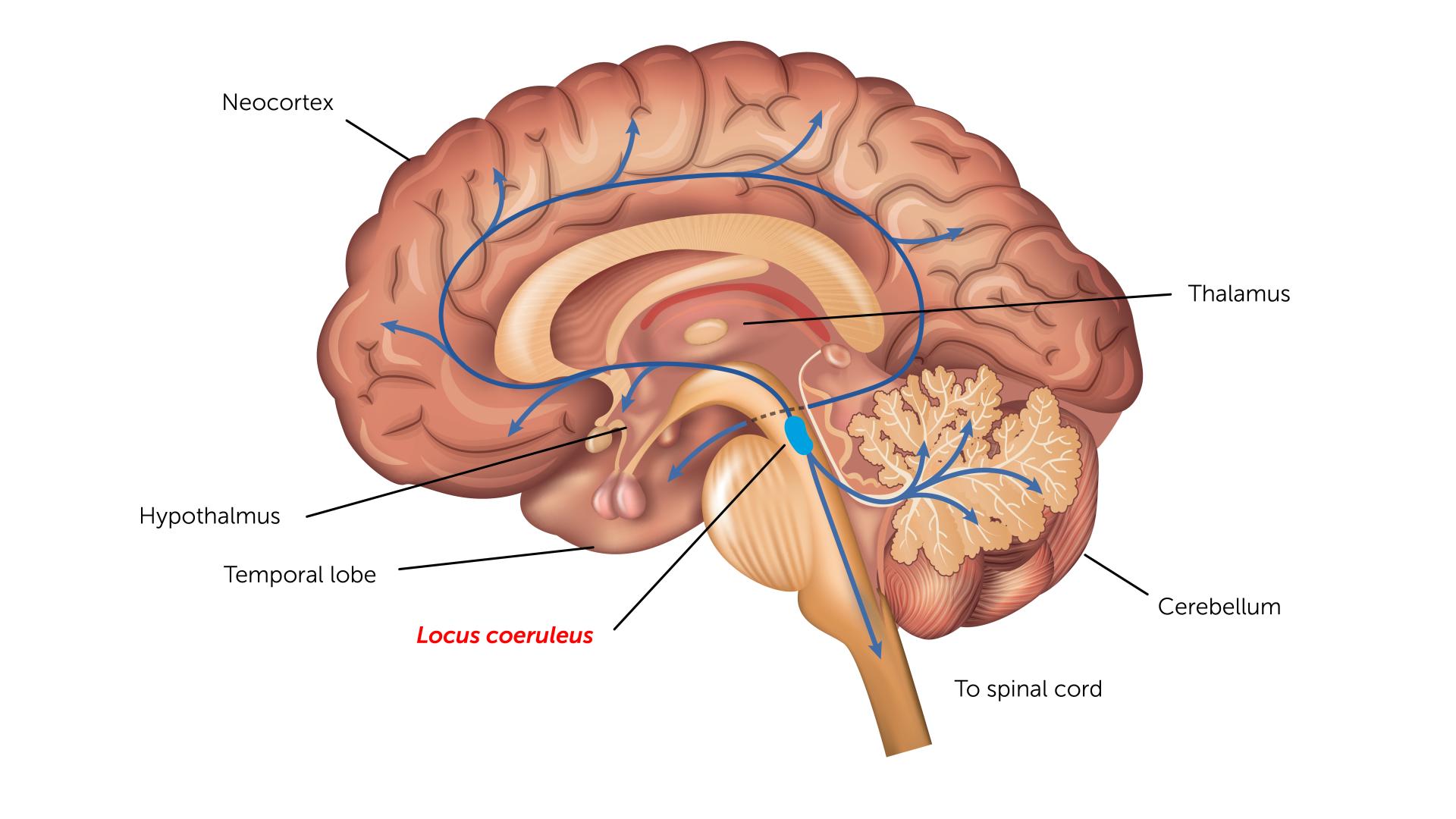 Illustration of a cross section of the brain.