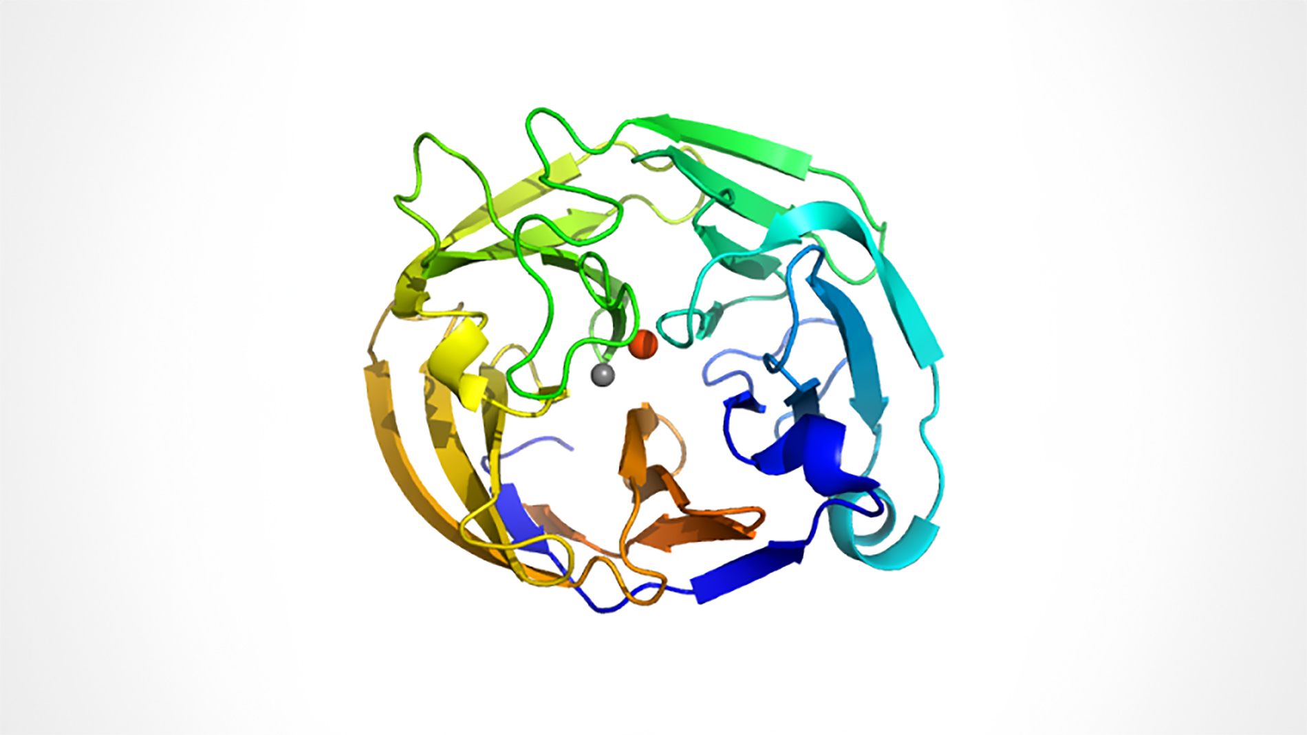 A medical illustration of the myocilin OLF domain crystal structure.