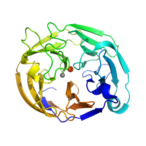 A medical illustration of the myocilin OLF domain crystal structure.