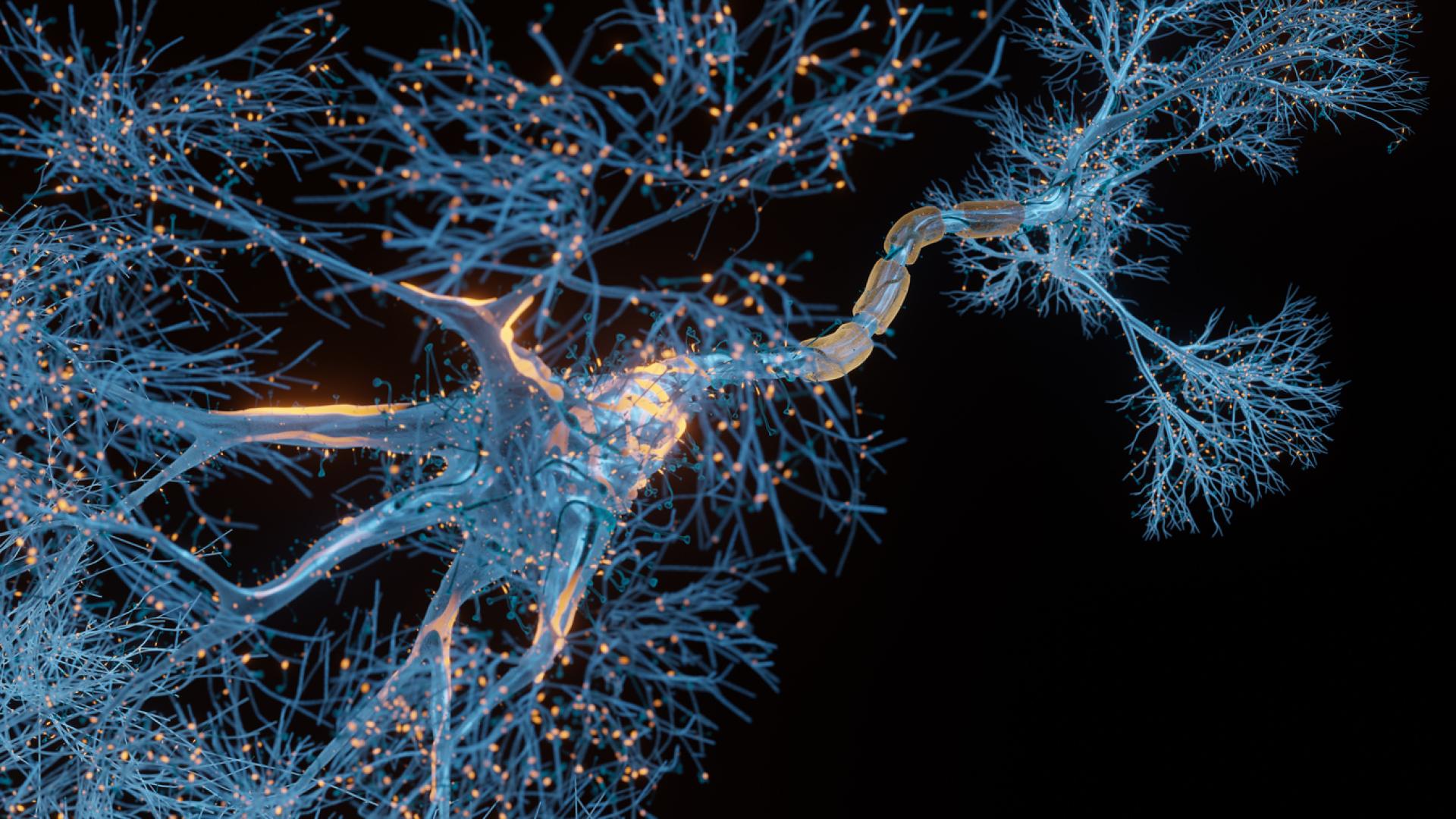 a rendering of a neuron cell with synapses