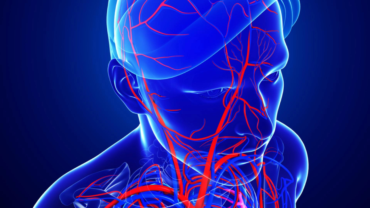 Digital illustration of a human circulatory system, highlighting blood vessels in red against a blue background.