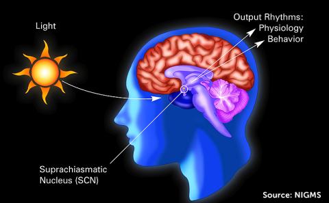 A diagram of the suprachiasmatic nucleus