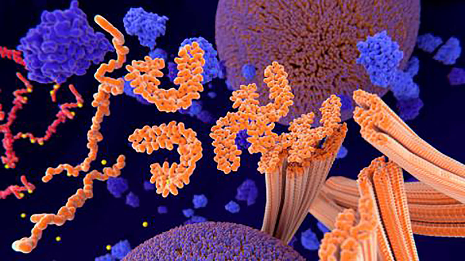 An illustration of Tau proteins (red-orange).