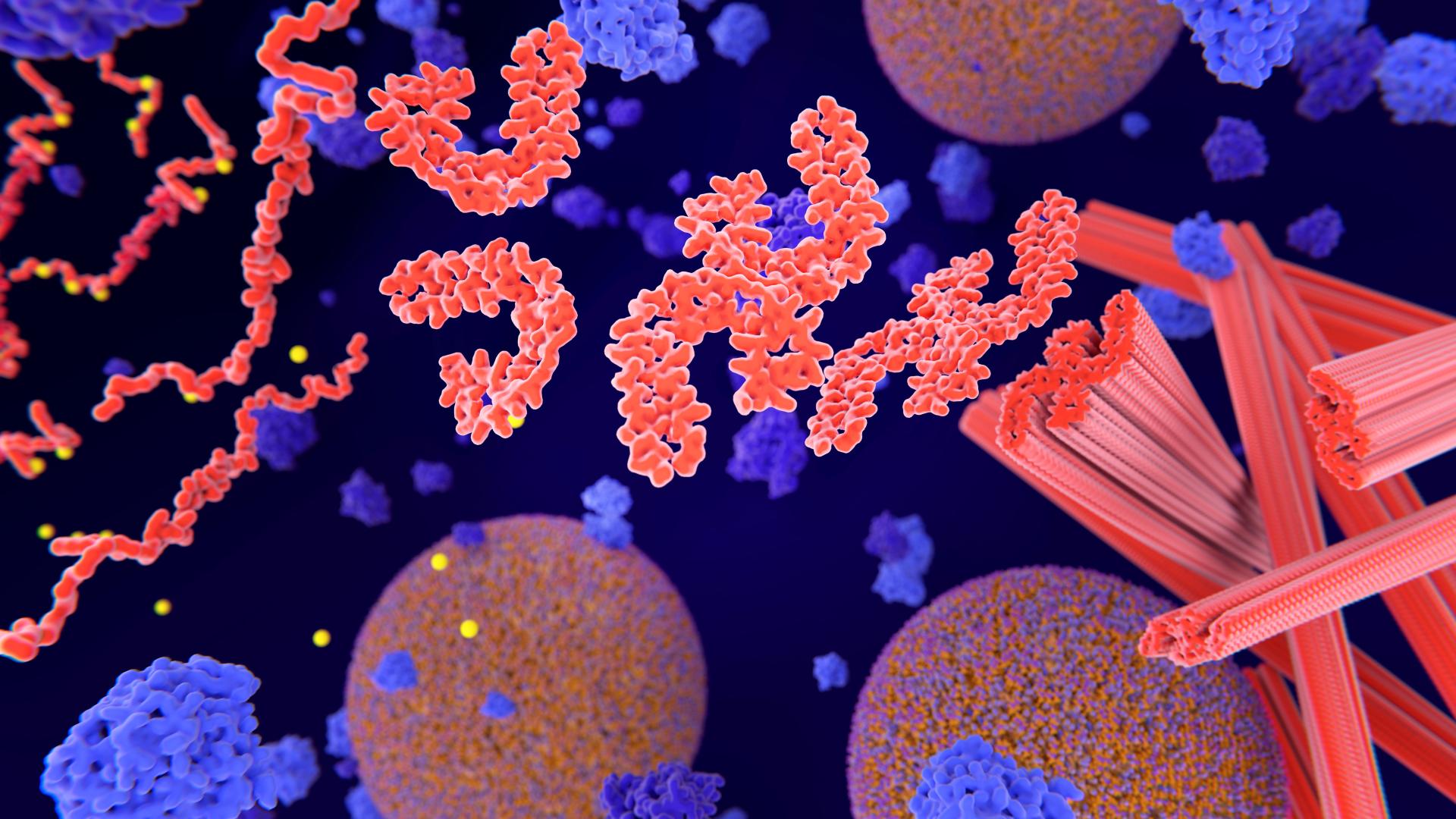 Misfolded tau proteins (red-orange) form tangles, which disrupt neurons.