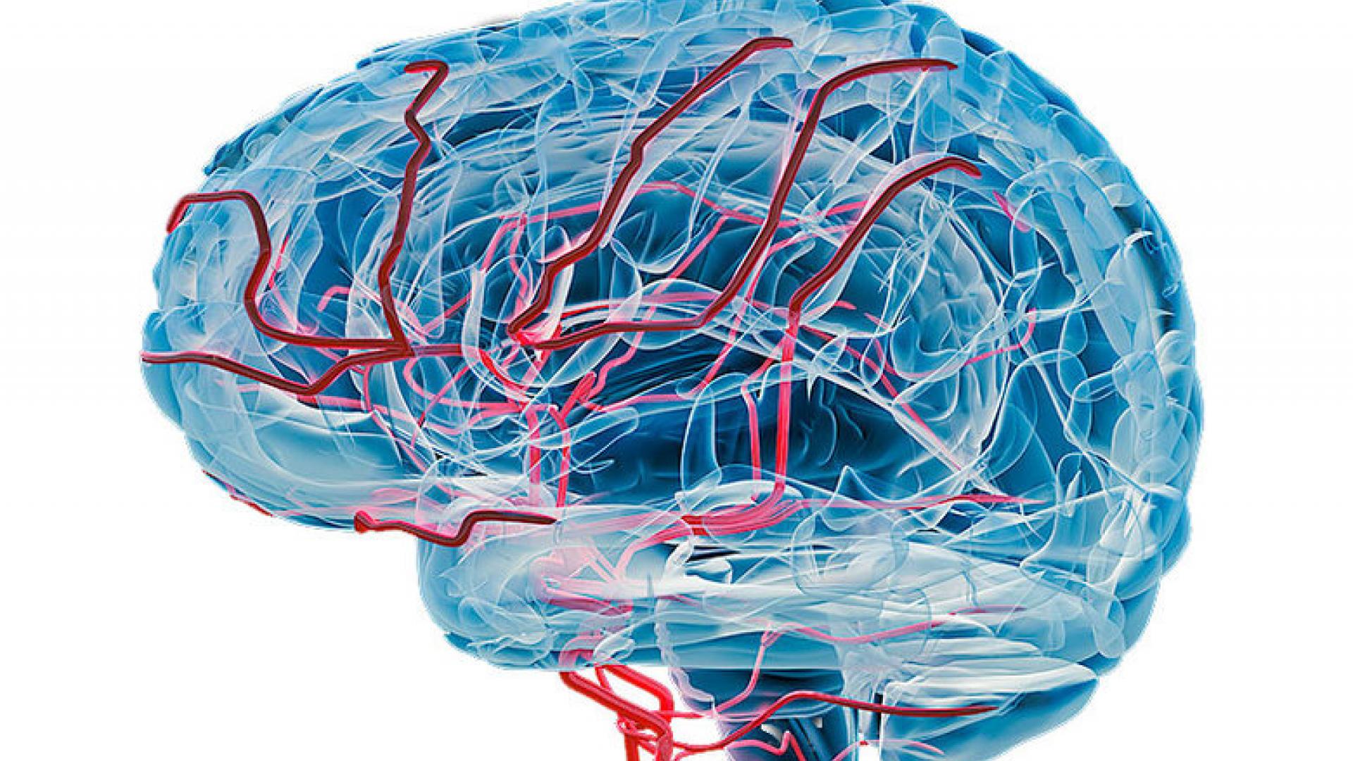 Illustration of a human brain highlighting intricate blood vessels in red, representing the vascular system within the brain, often used to depict conditions like vascular dementia.