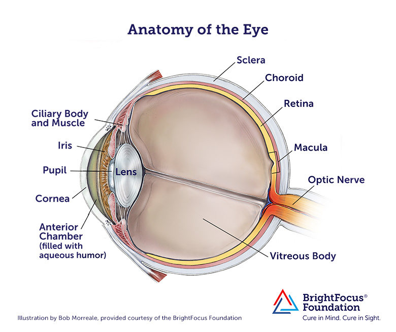 Anatomy of the eye