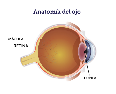 Anatomía del ojo diagram.