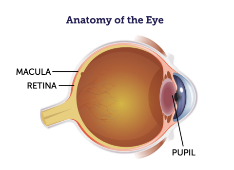 Anatomy of the eye diagram labeling the macula, retina, and pupil.