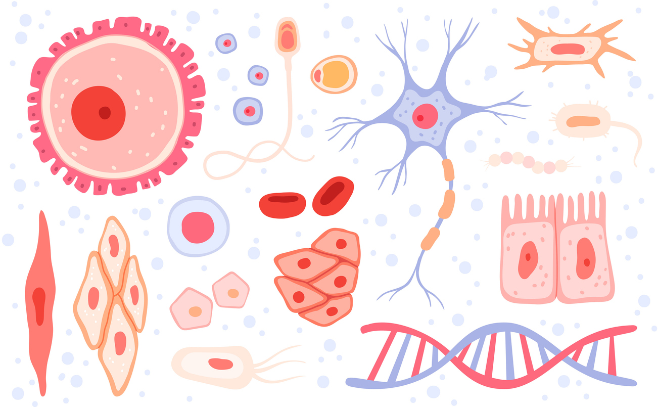 Illustration of different human cells.