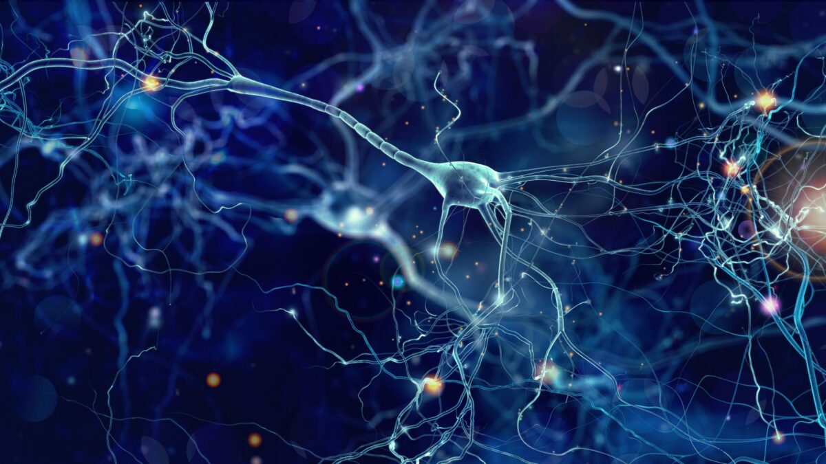 Digital rendering of neurons.